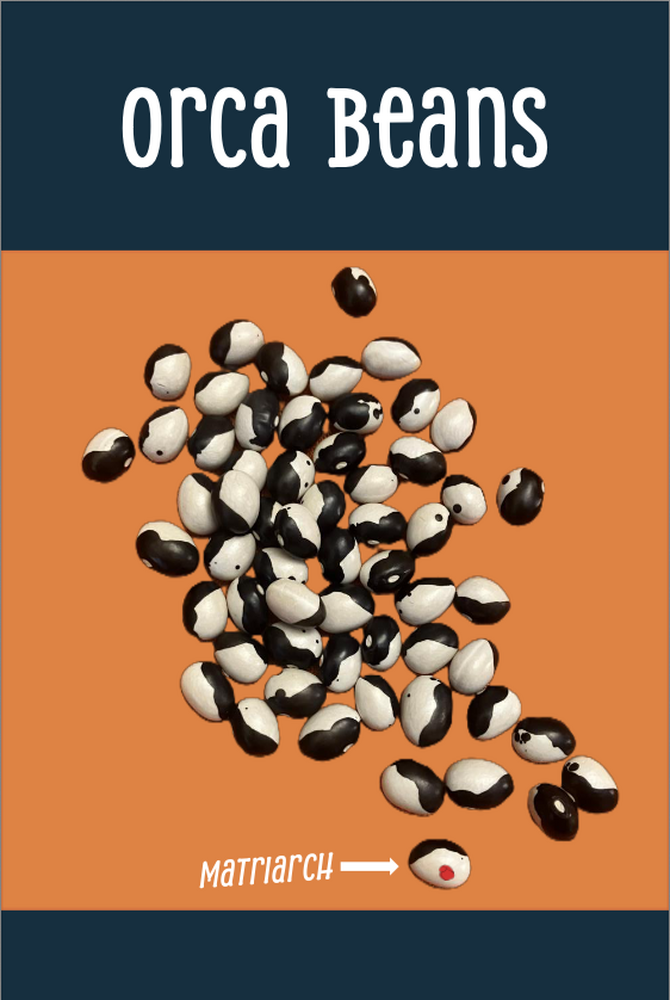 The title is "Orca Beans". There is a pile of black-and-white beans. One has a red spot and is labelled "Matriarch".